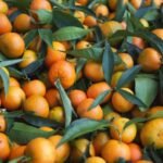 Clémentine-Perrochon